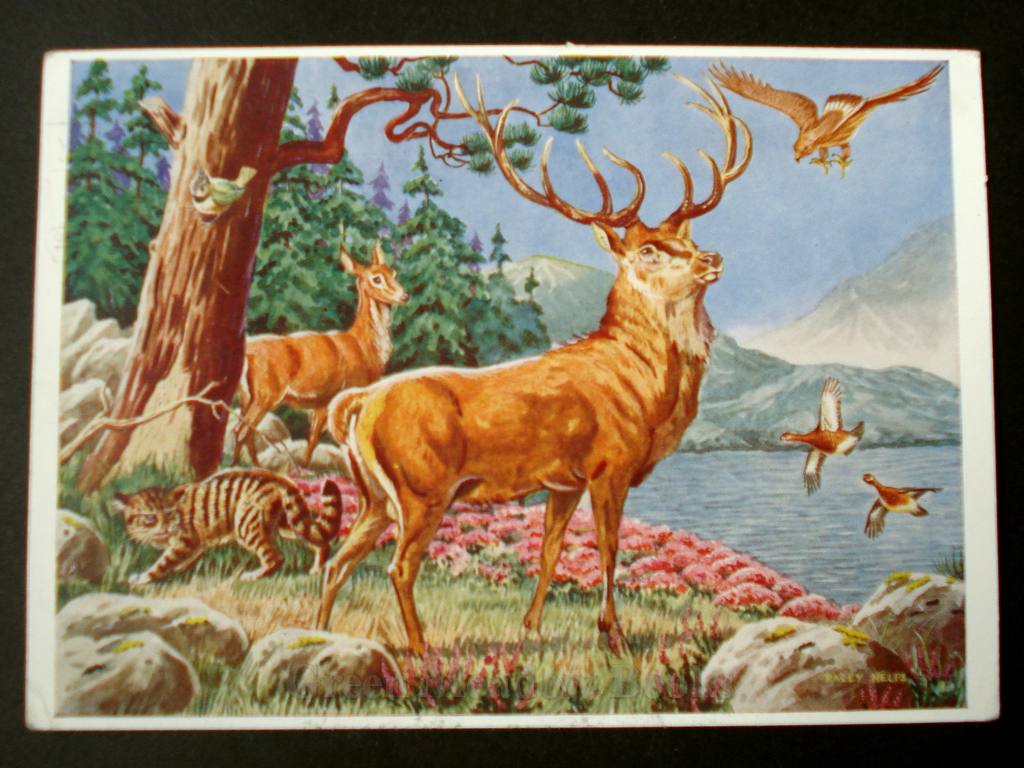 Image for ANIMALS OF THE SCOTTISH HILLS